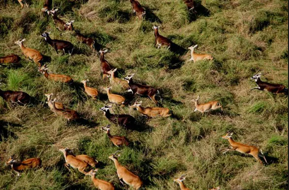 A herd of white-eared Kob, Boma National Park (Photo: Paul Elkan and J. Michael Fay/freelance)
