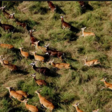 A herd of white-eared Kob, Boma National Park (Photo: Paul Elkan and J. Michael Fay/freelance)