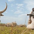 An armed pastoralist grazing cattle in South Sudan. (Courtesy photo)