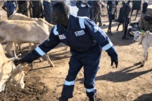 FAO vaccinates over 106,000 livestock in Twic East, Bor