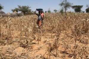 UK gives FAO, WFP $2.8M to tackle climate shocks