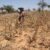 UK gives FAO, WFP $2.8M to tackle climate shocks