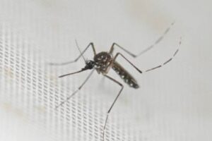 Malaria cases rise in El Geneina