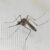 Malaria cases rise in El Geneina
