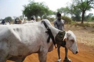 Suspected bandits from Unity state kill man, raid cattle in Yirol East