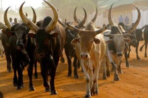 Bor youth recover 121 raided cattle