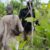 3 killed, 7 wounded in attack on Ruweng cattle camp