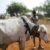4,000 head of raided cattle recovered in Rubkona County
