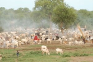 Cattle raiders kill 2 in Duk County