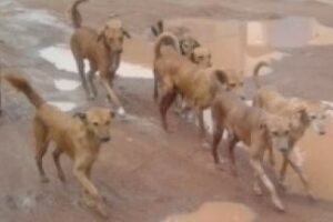 Stray dogs pose growing threat in Nzara and Yambio Counties