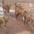 Stray dogs pose growing threat in Nzara and Yambio Counties