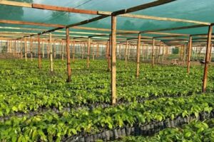 South Sudanese to get support for cocoa production