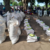 FAO to distribute seeds to 30,000 households in W. Bahr el Ghazal