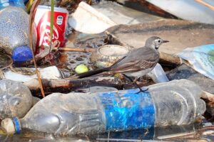 Opinion| Let us embrace the power of plastic-free choices