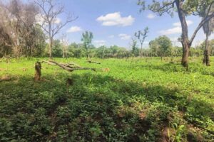 W. Equatoria farmers decry crop failures occasioned by erratic rains