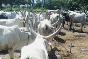 Herder killed, cattle stolen in Duk attack