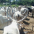 Herder killed, cattle stolen in Duk attack
