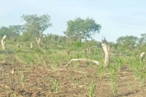 Outcry as worms invade Pochalla farms
