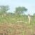 Outcry as worms invade Pochalla farms