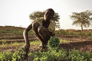 Magwi farmers fear poor harvest as dry spell hits county