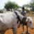 5 killed, 3 wounded in Abyei cattle raids