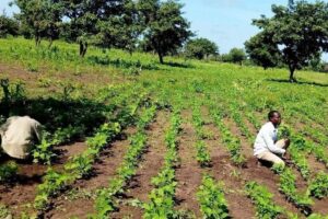 Aweil Centre commissioner accused of illegally detaining two farmers