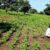Aweil Centre commissioner accused of illegally detaining two farmers