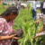 Ethiopian Embassy launches tree planting at University of Juba