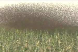 Weaver birds destroy farms in Kapoeta North County