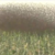 Weaver birds destroy farms in Kapoeta North County