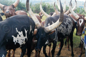 Ugandan army expels South Sudanese herders from Northern Uganda