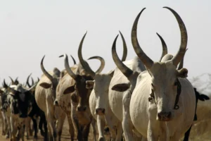 Magwi Community refuses to give land to herders ejected from Uganda