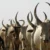 Magwi Community refuses to give land to herders ejected from Uganda