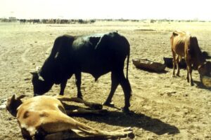 Farmer arrested for maiming cows in crop dispute in Rumbek East