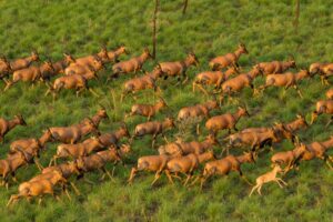 Opinion: The role of local communities in anti-poaching efforts in South Sudan