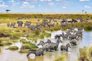 Opinion| Government and partners can reduce the climate change risks to wildlife