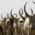 Duk County authorities recover 58 cattle raided cattle