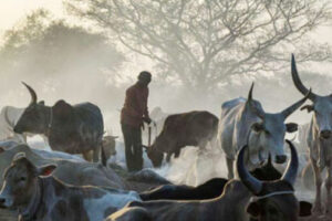 Bor youth recover 121 raided cattle