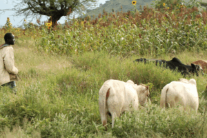  Cattle detained after destroying farm in Jur River