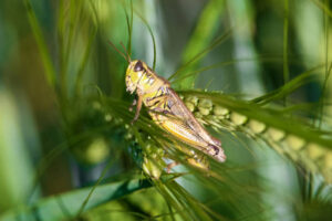 Alarm as grasshoppers destroy gardens in the Imehejek