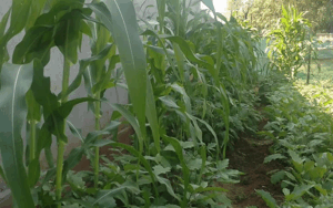 Faith in action: Church empowers women, youth to embrace climate-smart gardening