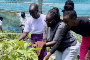 Faith in action: Church empowers women, youth to embrace climate-smart gardening