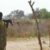 One dead in attack in Greater Pibor Area