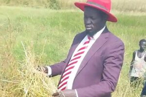 Northern Bahr el Ghazal state begins harvest of 700-acre rice project