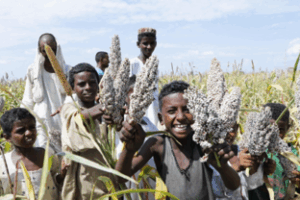 WFP celebrates sorghum harvest in eastern Sudan under World Bank-managed project