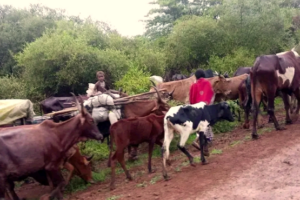 Yei Bishop says Ambororo herders pose threat in Tore Payam
