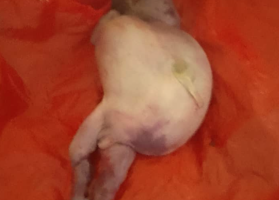 Two babies born with deformities in Koch County