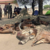 Wildlife authorities impound game meat, arrest suspects