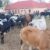 Yei officials return 53 stolen cattle to Goja community