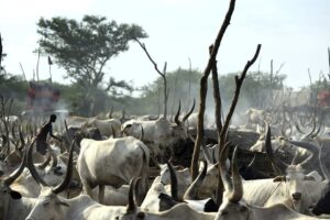 مقتل شخصين في هجوم لمسلحين من “فانيجيار” على معسكر للأبقار بولاية البحيرات